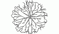 Top view of tree - CAD drawing for vegetation layout Top view of tree - CAD block for landscape design