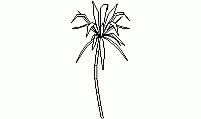 Elevation view of palm tree - AutoCAD vegetation element Palm tree elevation CAD block for site design